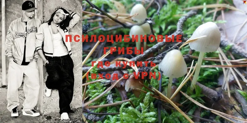 Галлюциногенные грибы Psilocybe  Азов 